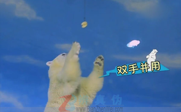 北极熊全是左撇子测试是双手并用