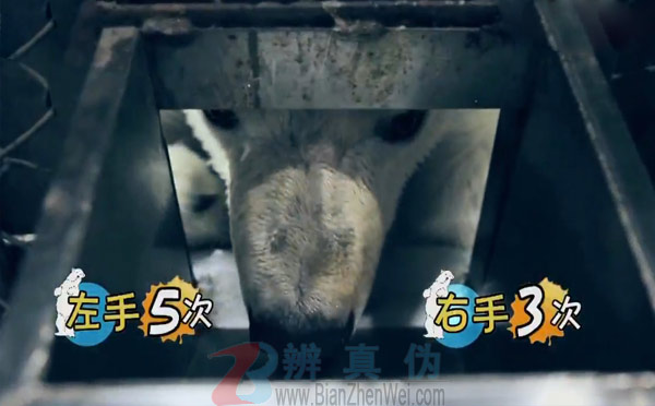 北极熊全是左撇子测试过程双手都用