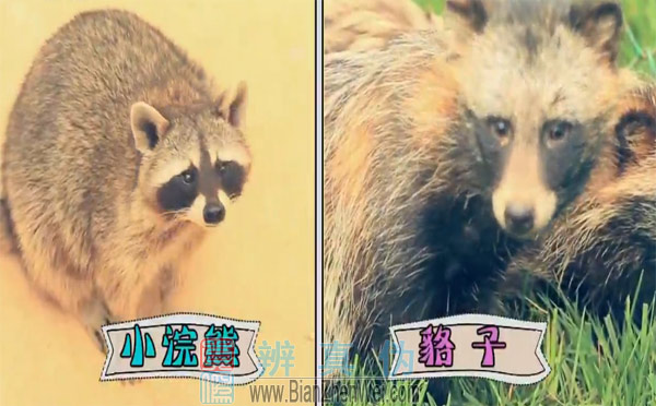 不同种类的动物也有“双胞胎”，光看脸貉和小浣熊简直就像亲兄弟