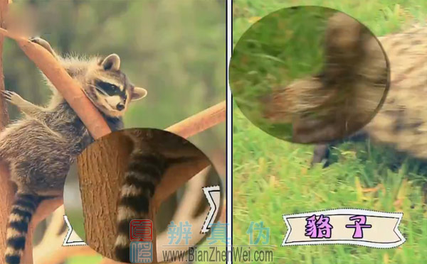 不同种类的动物也有“双胞胎”，不过貉的“脸谱”没有小浣熊那么黑白分明，尾巴上的毛也不分节。