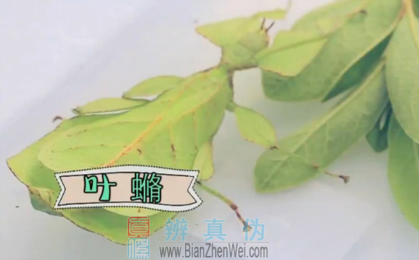 不同种类的动物也有“双胞胎”，长得像竹子的竹节虫，长得像枯叶的螳螂，长得像树皮的蛾子，还有长得像树叶的叶脩