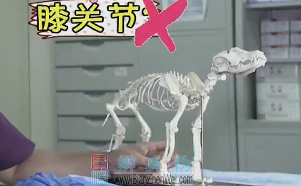 狗的膝盖是朝后的，狗的膝盖是朝后的，