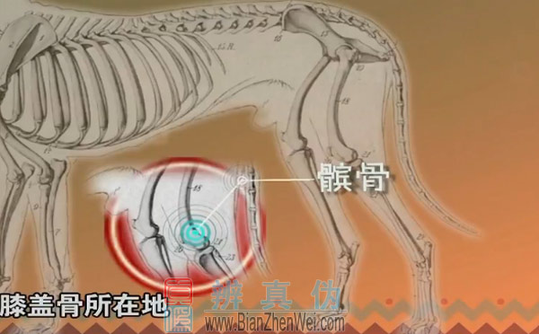 狗的膝盖是朝后的，狗的膝盖是朝后的，