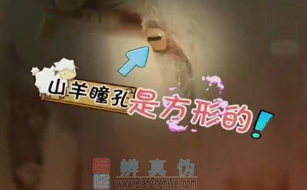山羊的瞳孔是方形的，山羊的瞳孔果真与众不同，不是常见的圆形，而真如传言所说，是方形的