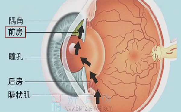 晚上关灯看手机就会导致青光眼，眼球有一个结构叫做前房