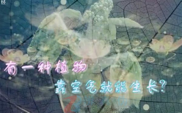 有一种植物靠空气就能生长。究竟这是一种什么植物呢？——辨真伪网