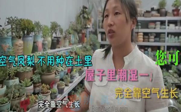 有一种植物靠空气就能生长。这种名叫“空气凤梨”的植物与我们要找的特点相似——辨真伪网