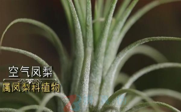 有一种植物靠空气就能生长。空气凤梨属于凤梨科植物，有上百个品种——辨真伪网
