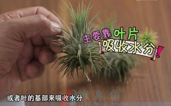 有一种植物靠空气就能生长。主要是靠它的叶片或者叶的基部来吸收水分——辨真伪网