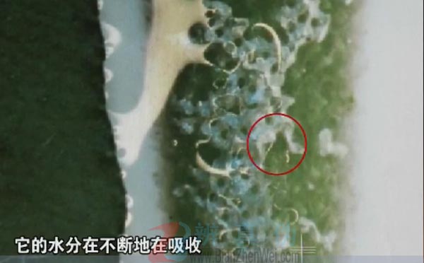 有一种植物靠空气就能生长。这个空气凤梨它是依靠这个叶片吸收水分来进行生存的——辨真伪网