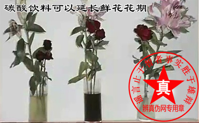 碳酸饮料可以延长鲜花花期的说法是真的——辨真伪网