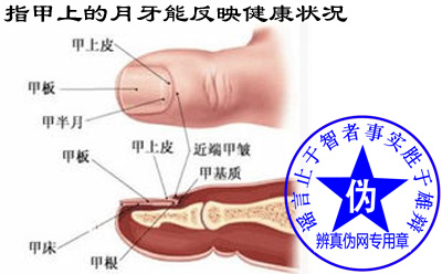 指甲上的“月牙”能反映健康状况这种就去是假的。指甲的颜色、光泽才是衡量健康状况的一个重要指标——辨真伪网