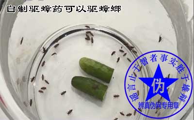 自制驱蟑药可以驱蟑螂是假的——辨真伪网