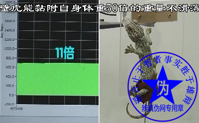 壁虎能黏附自身体重50倍的重量不滑落的说法是假的。想要粘附成功只有将其打晕——辨真伪网