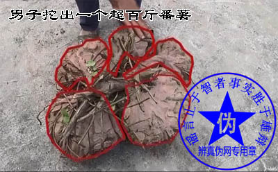 男子挖出一个超百斤番薯是假的。是接连在同一个根上的五个番薯——辨真伪网 男子挖出一个超百斤番薯是假的。是接连在同一个根上的五个番薯——辨真伪网