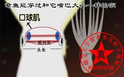 章鱼能穿过和它嘴巴大小一样的洞是真的。还被誉为无脊柱动物中智商最高的海洋生物——辨真伪网