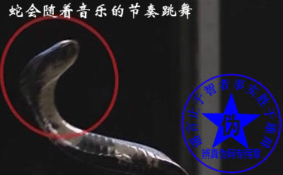 蛇会随着音乐的节奏跳舞是假的。耍蛇人虽然在吹笛子,但是腿也在眼镜蛇面前不停来回地晃动引起眼镜蛇的注意——辨真伪网 蛇会随着音乐的节奏跳舞是假的。耍蛇人虽然在吹笛子,但是腿也在眼镜蛇面前不停来回地晃动引起眼镜蛇的注意——辨真伪网