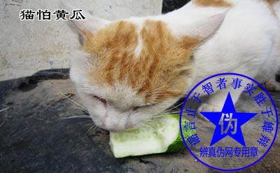 猫怕黄瓜是网络谣言——辨真伪网