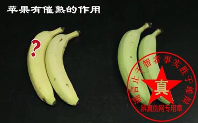 苹果有催熟的作用是真的。如果想让水果尽快成熟口感增甜,主可以把它们放在一起。反之如果想让水果存放更久,就要把买来的水果分开存储,由其不要和苹果放在一起——辨真伪网 苹果有催熟的作用是真的。如果想让水果尽快成熟口感增甜,主可以把它们放在一起。反之如果想让水果存放更久,就要把买来的水果分开存储,由其不要和苹果放在一起——辨真伪网