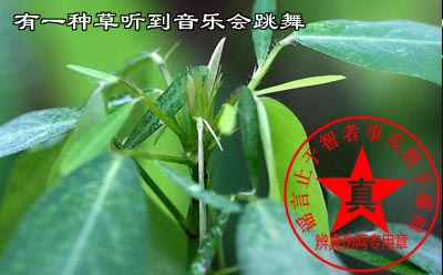 有一种草听到音乐会跳舞是真的——辨真伪网