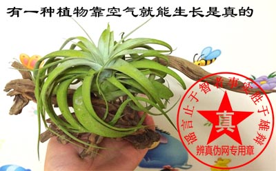 有一种植物靠空气就能生长——辨真伪网