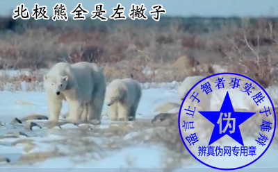 北极熊全是左撇子是网络谣言——辨真伪网