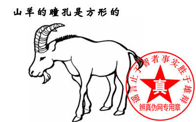 山羊的瞳孔是方形的是真的——辨真伪网